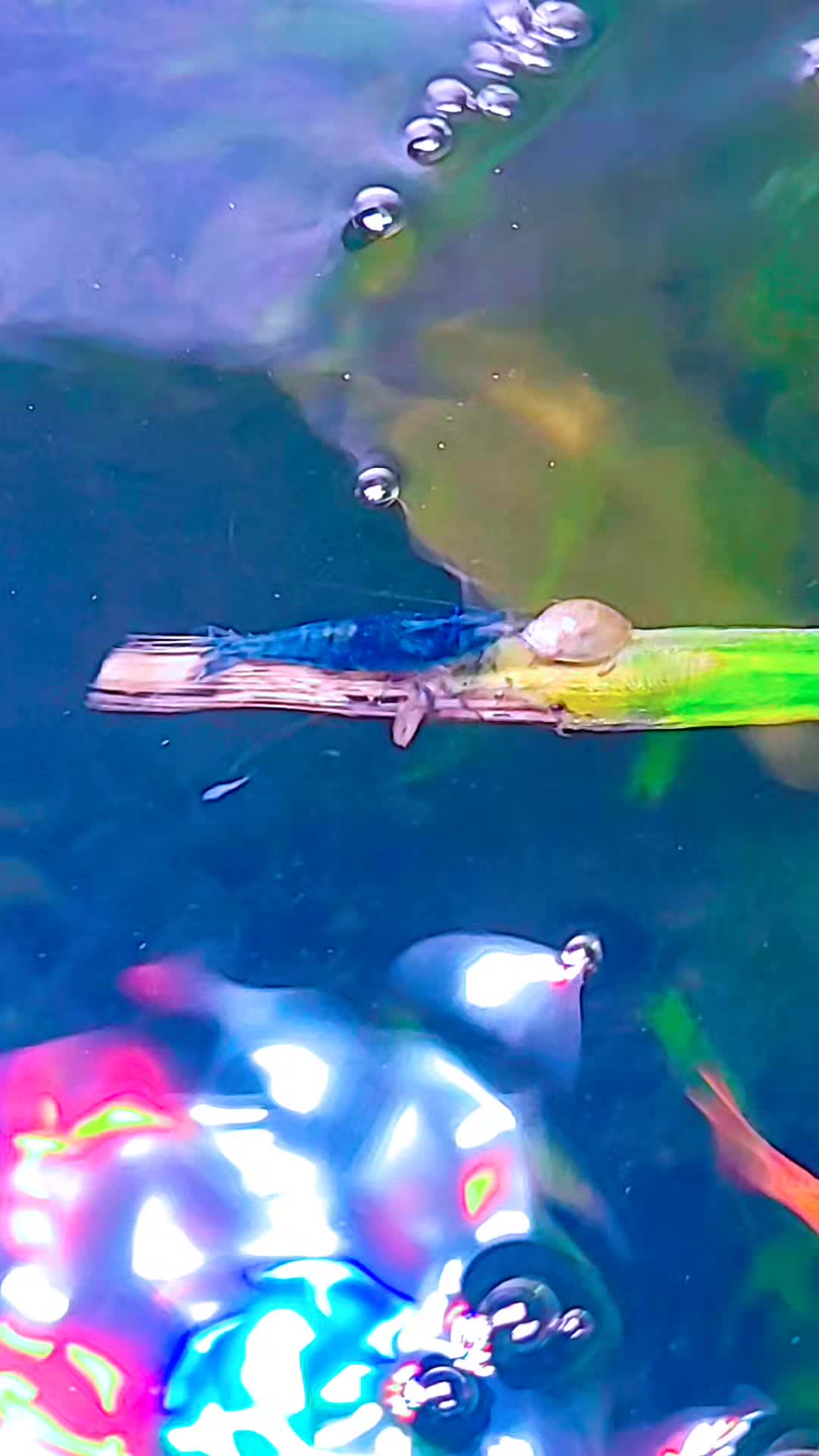 @🐌 AquaGirl ~ Here Fishy Fishy