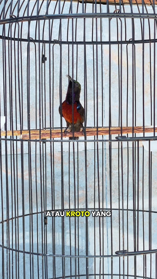 @GeDang Manuk