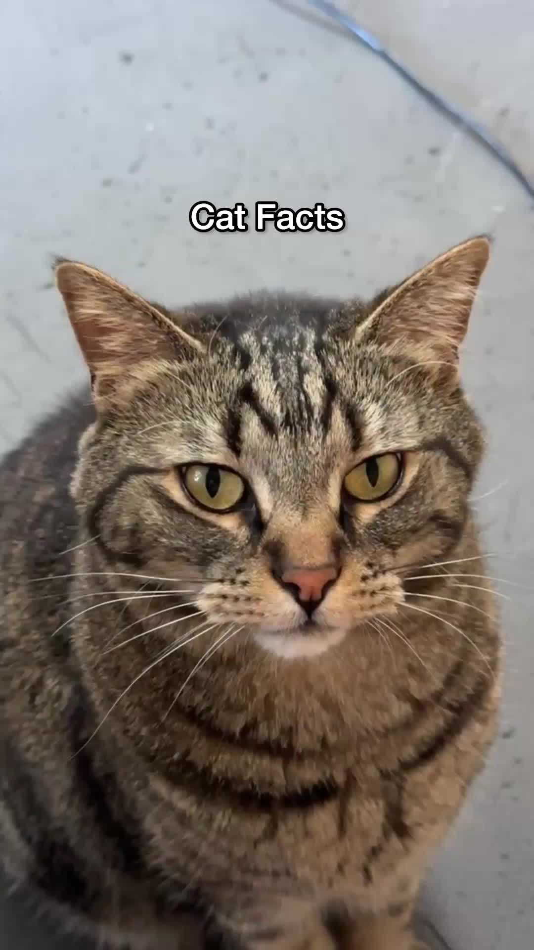 @Chip The Manx