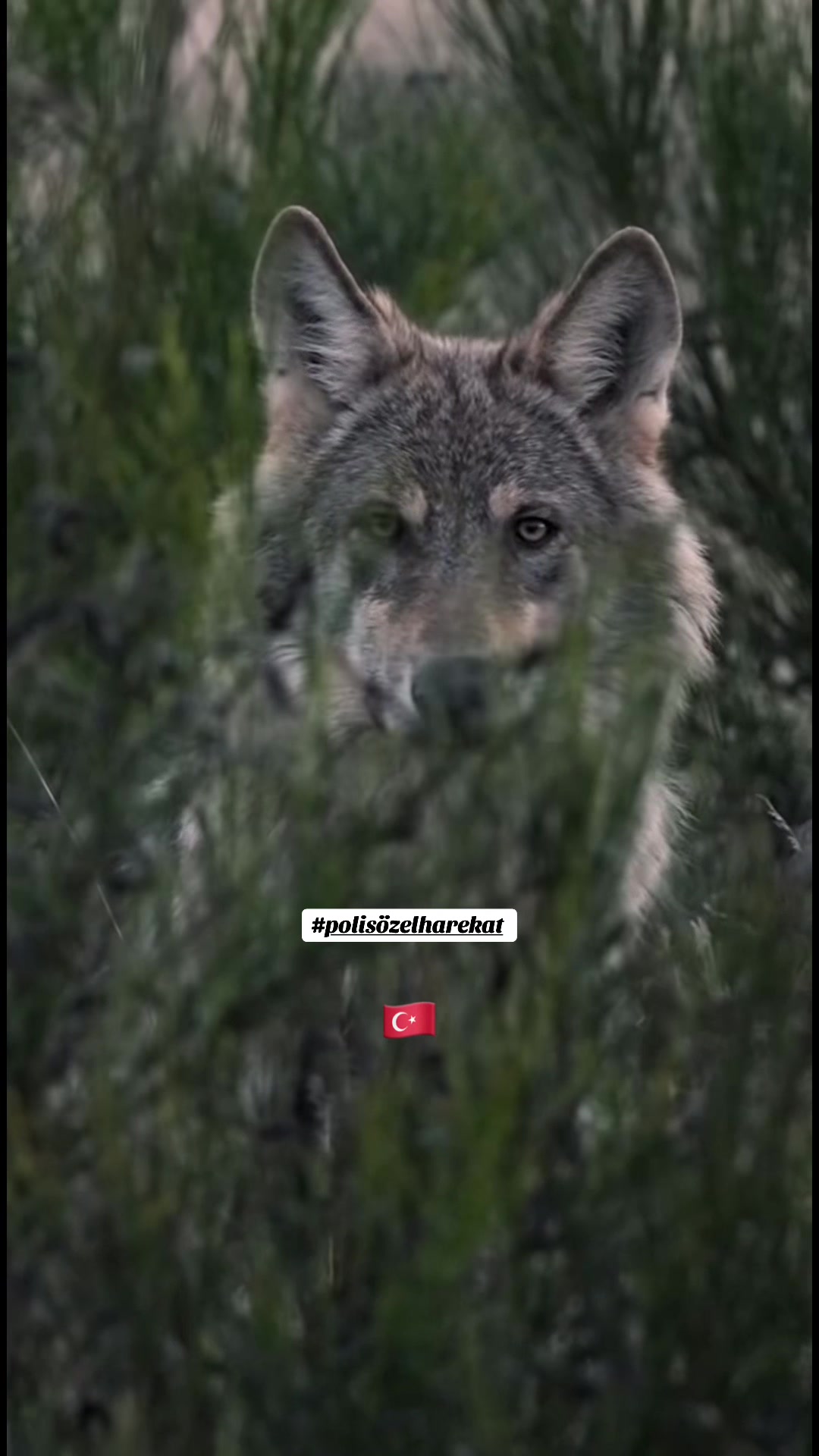 @🇹🇷P&Ouml;H🇹🇷