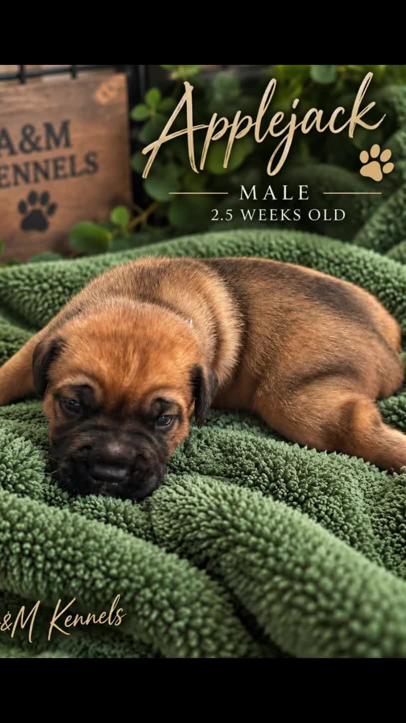 @AandMCaneCorsos