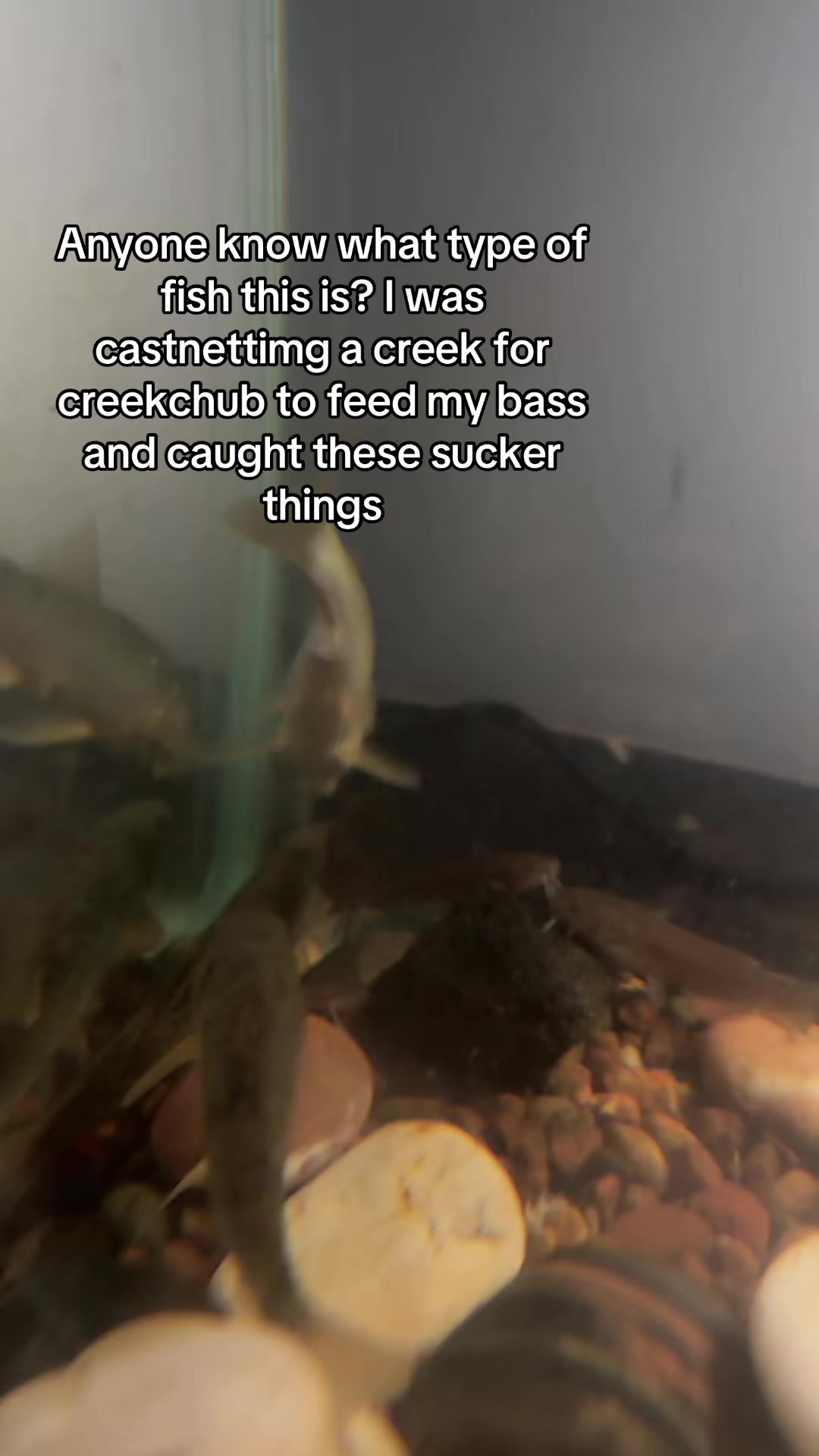 @Fish w Trey