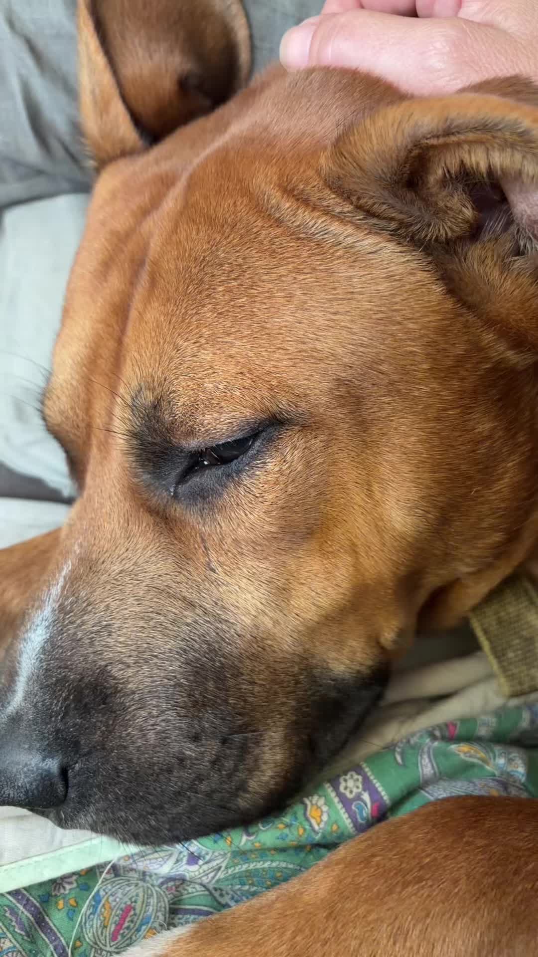 @The House Of Bull Breeds