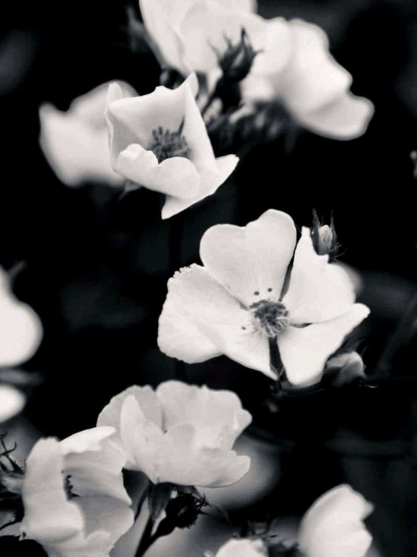 @𝘪𝘤𝘪𝘺𝘦