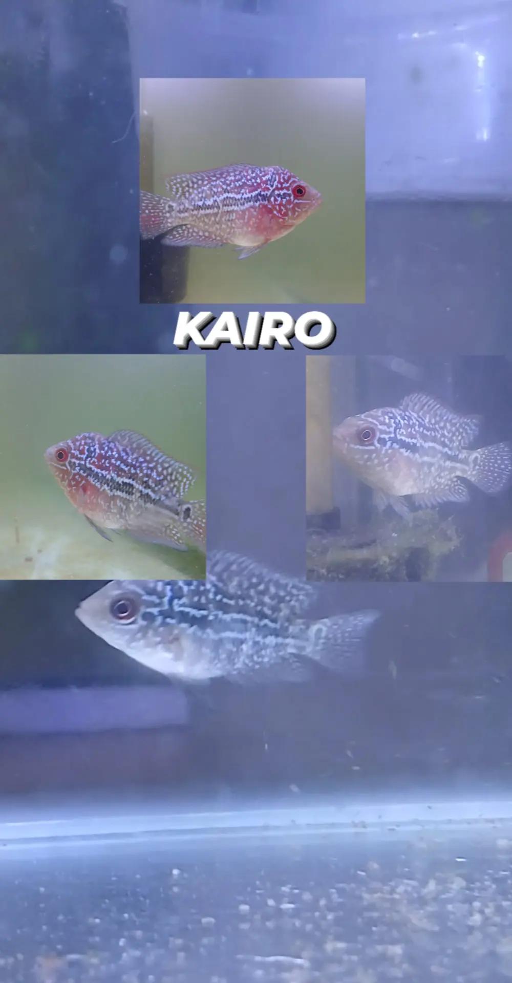 @Zai