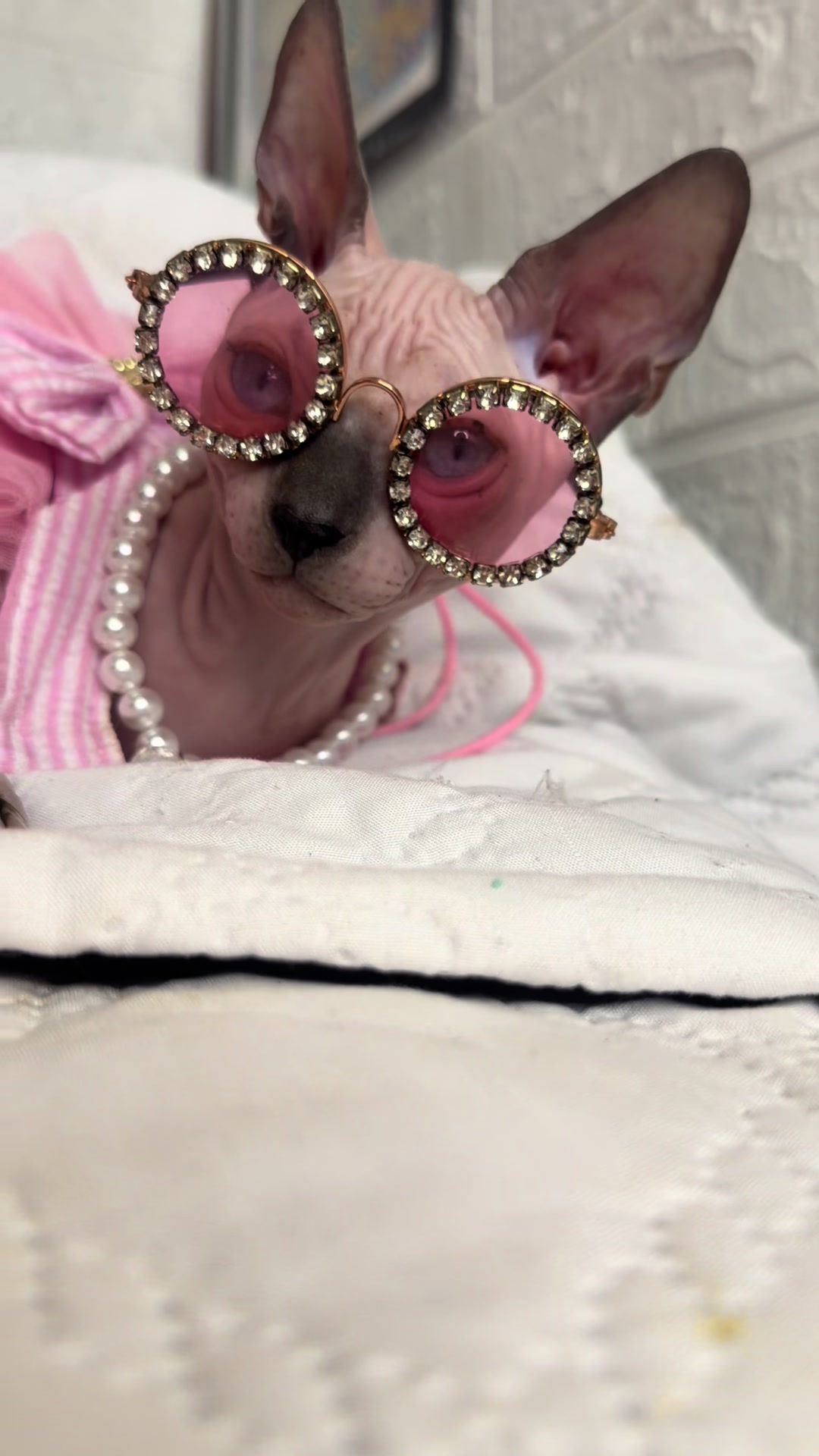 @Diana Ciortan Sphynx Romania