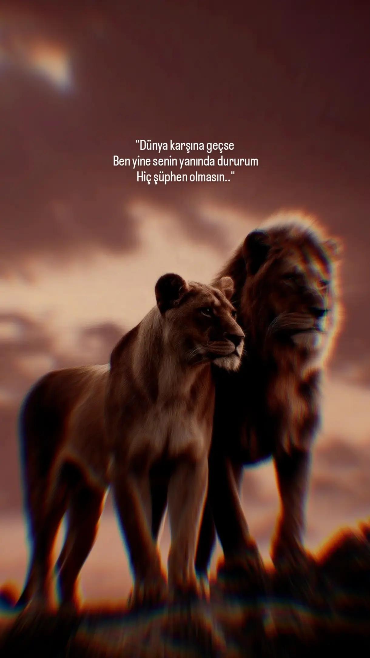 @1siyahsokak