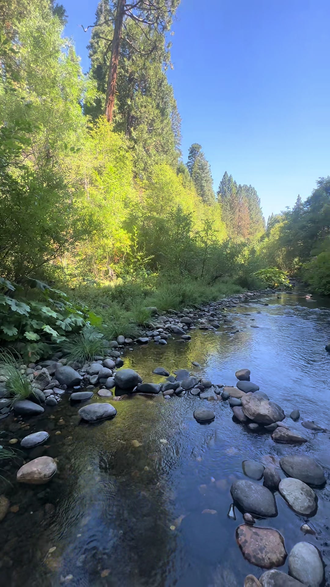 @🌲
