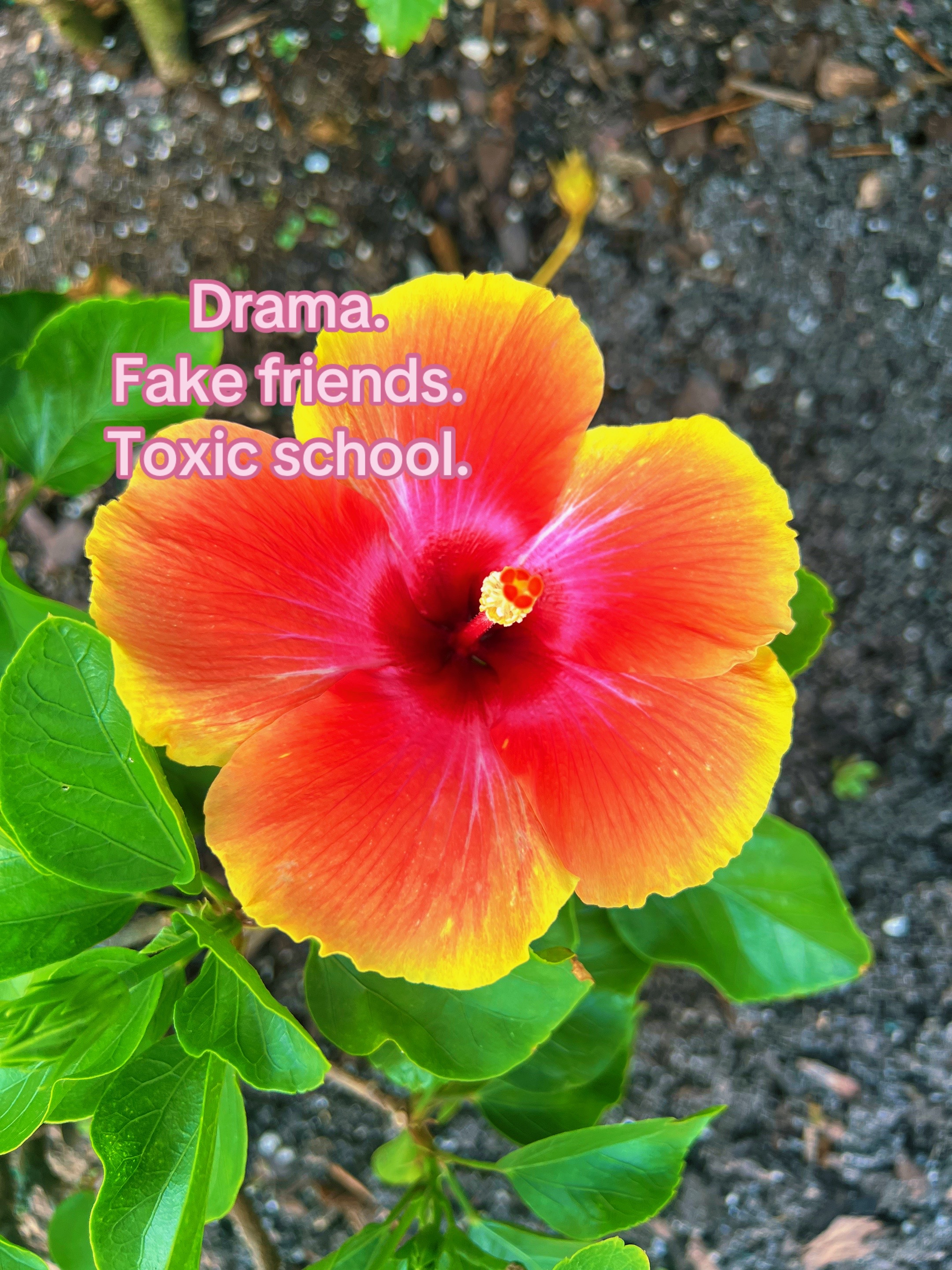 @Valentine._$$
