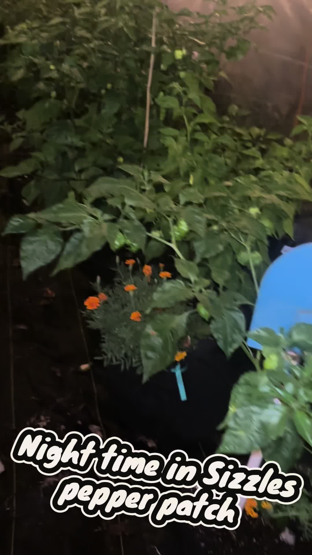 @Jdeaththepepperguy 🌶️AGX🌶️🌱