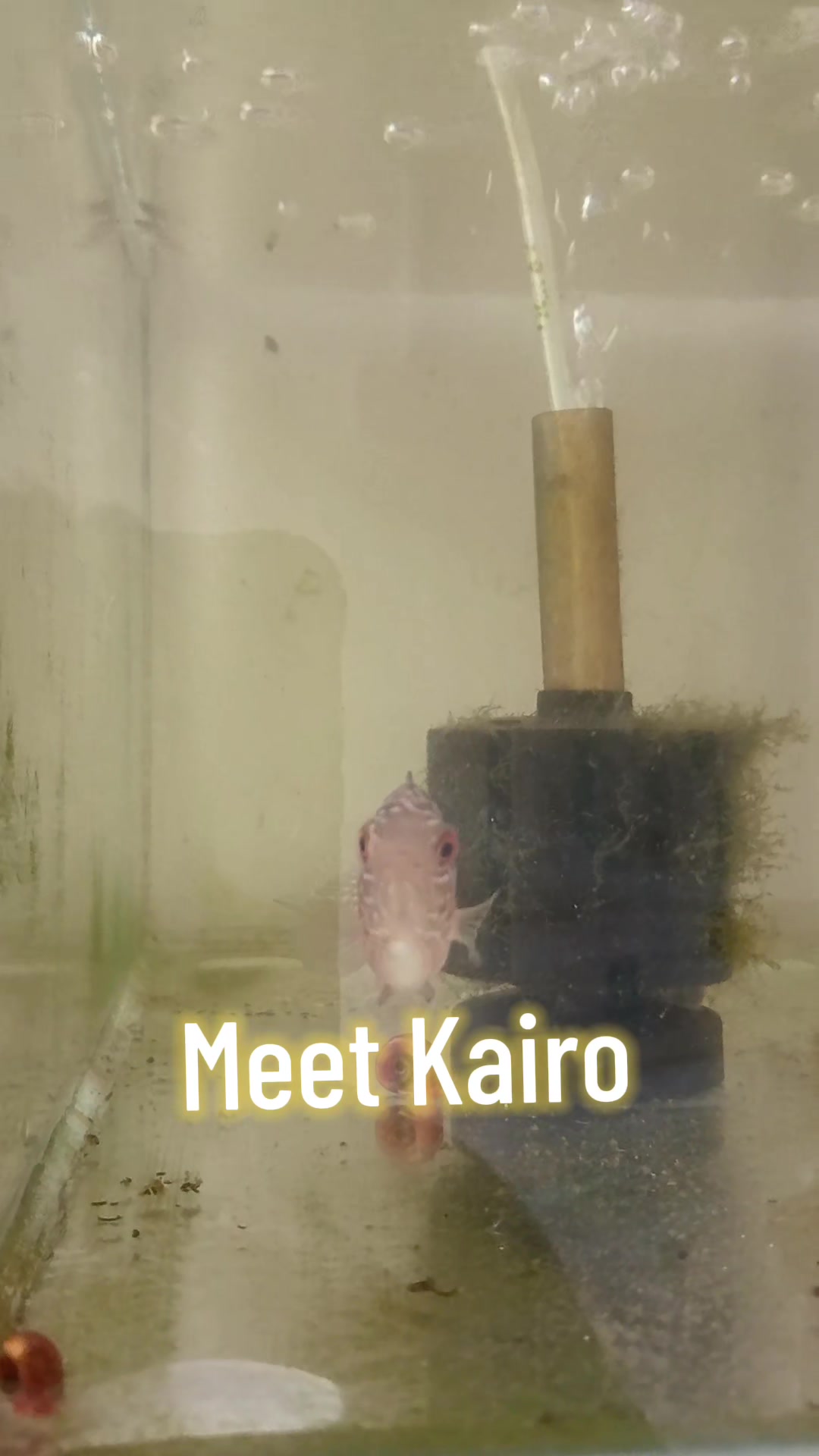 @Zai