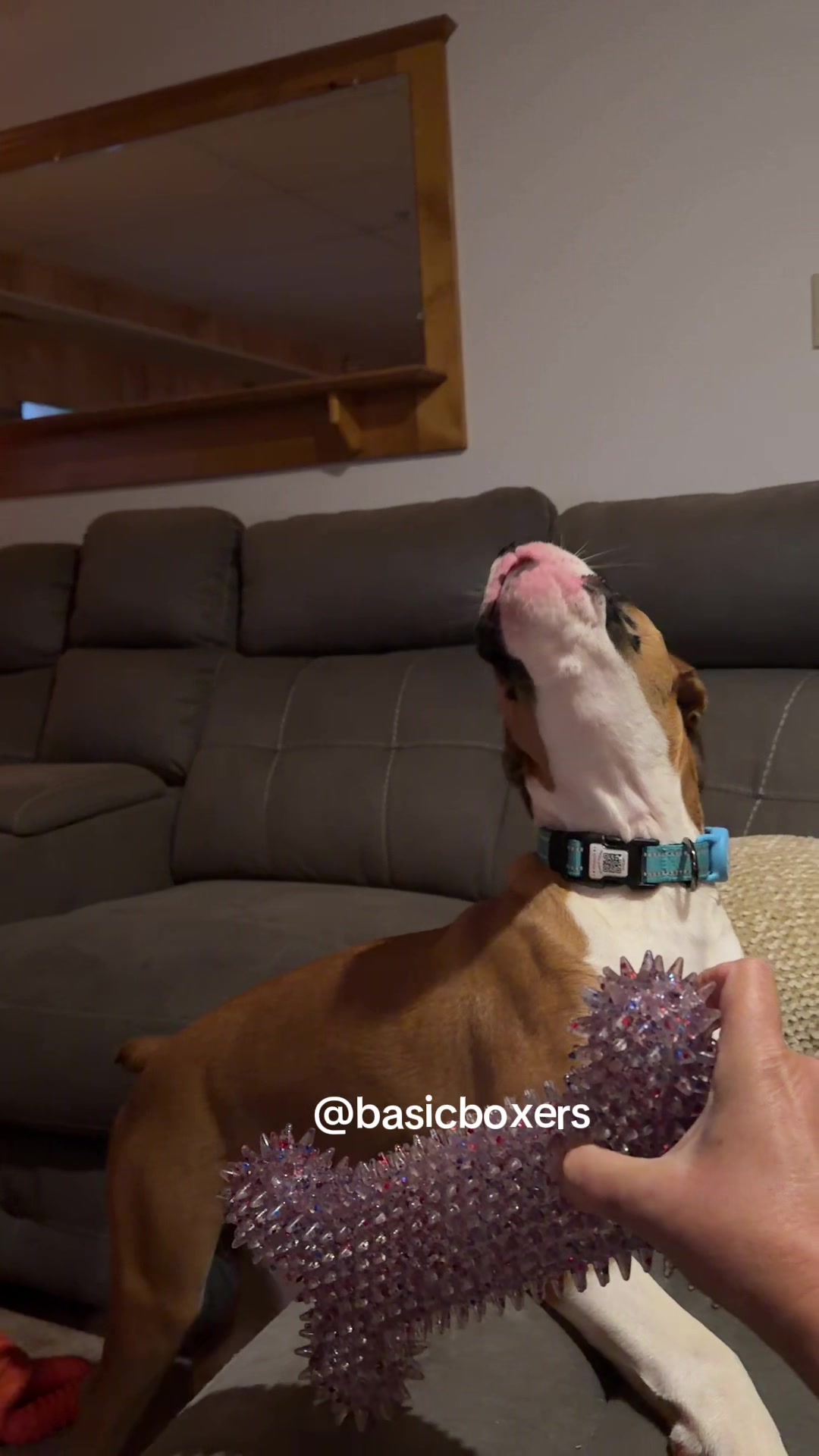 @basicboxers