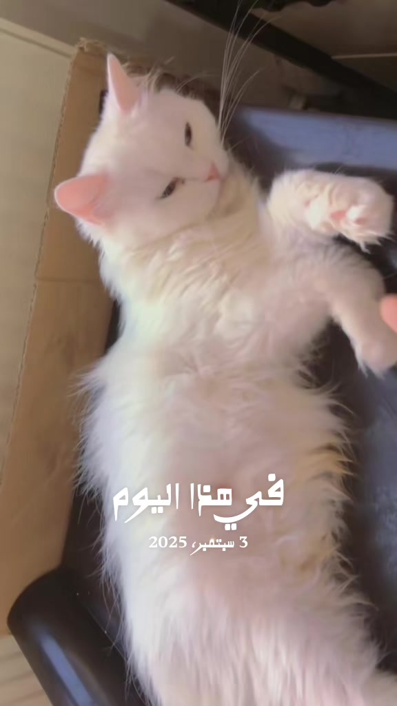 @القطط الجميلة