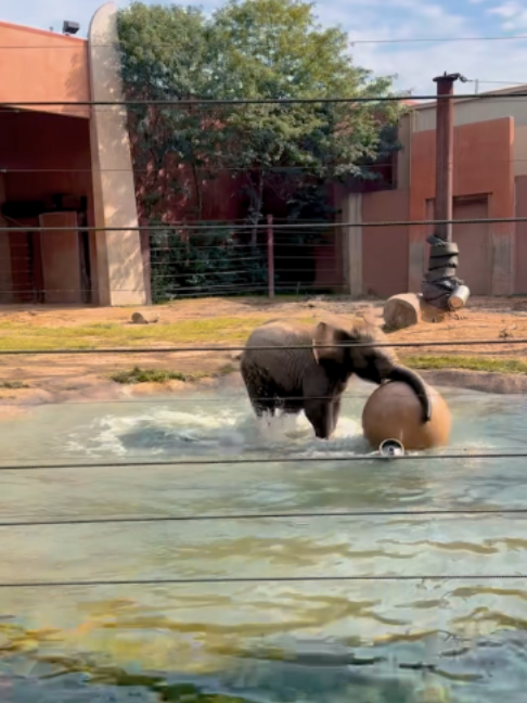 @The Toledo Zoo