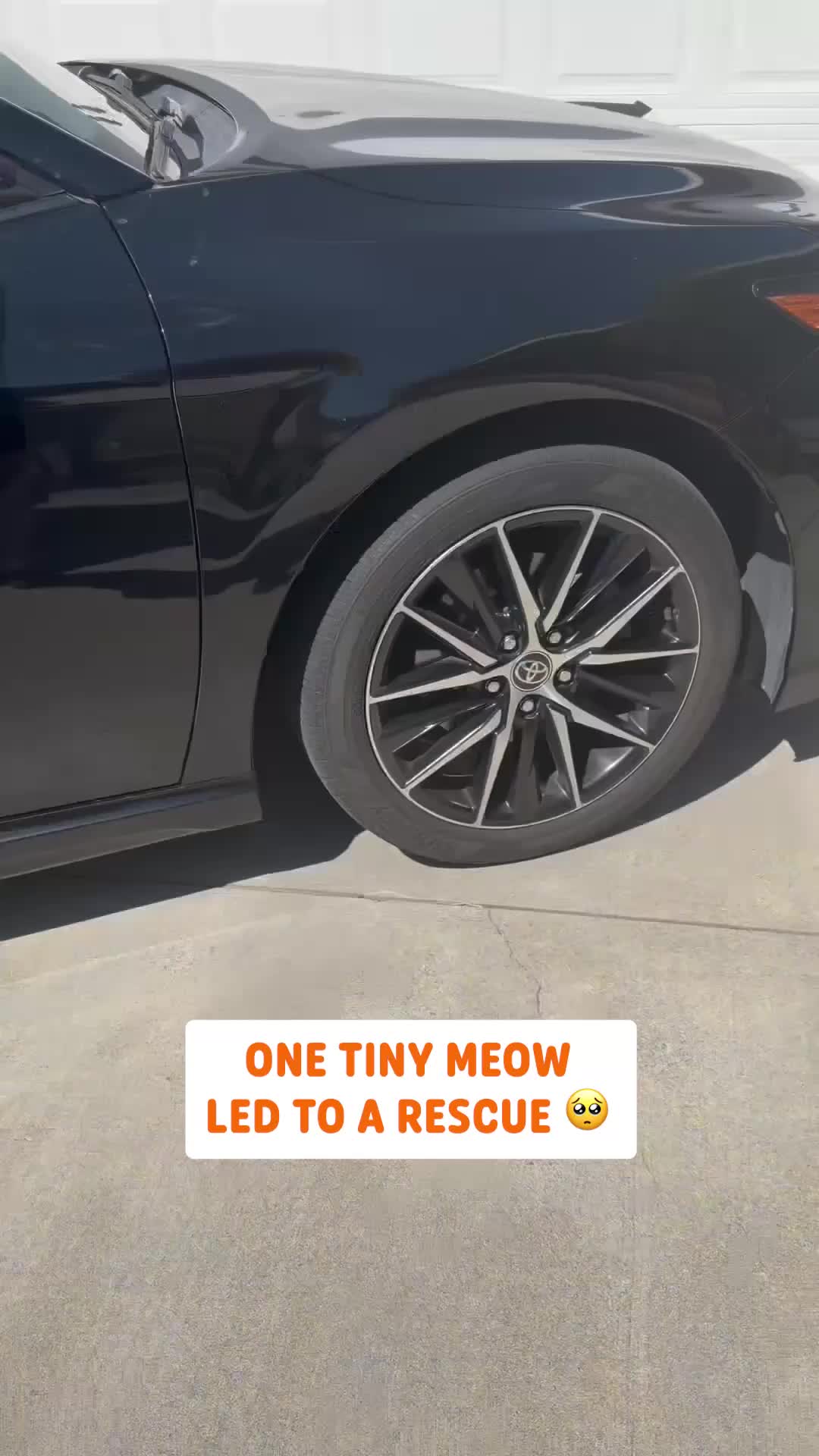 @Pawsome Pets