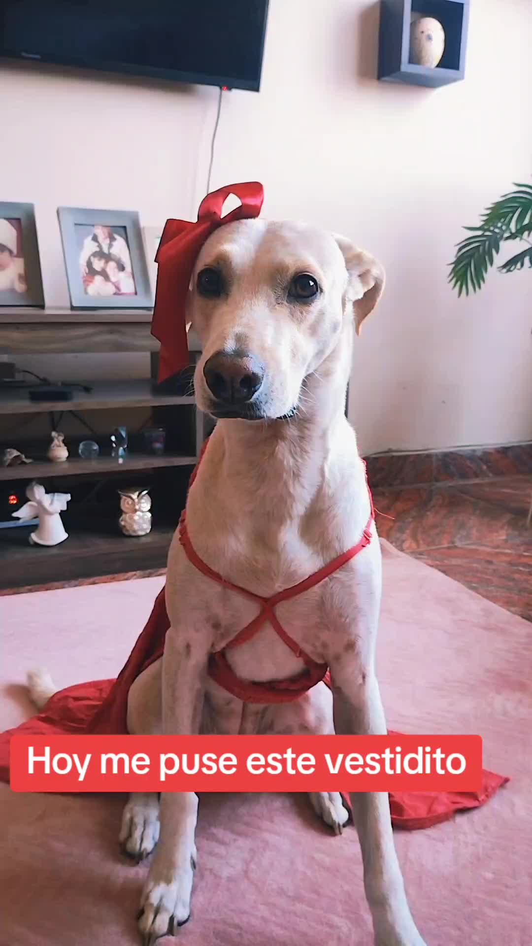 @winnie ❤🦮