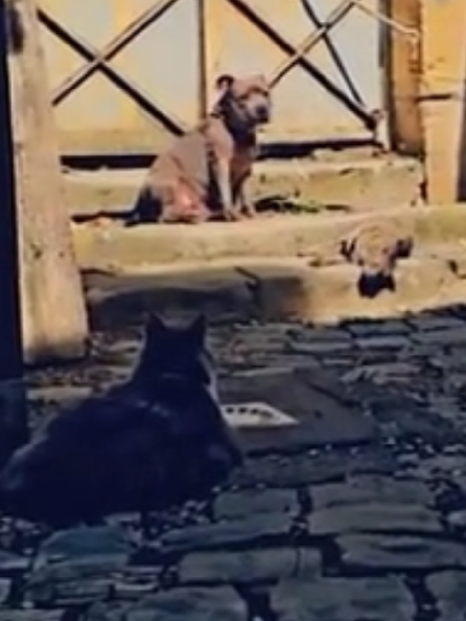 @RIMA et sa tribu 🐶🐱🐱🐱