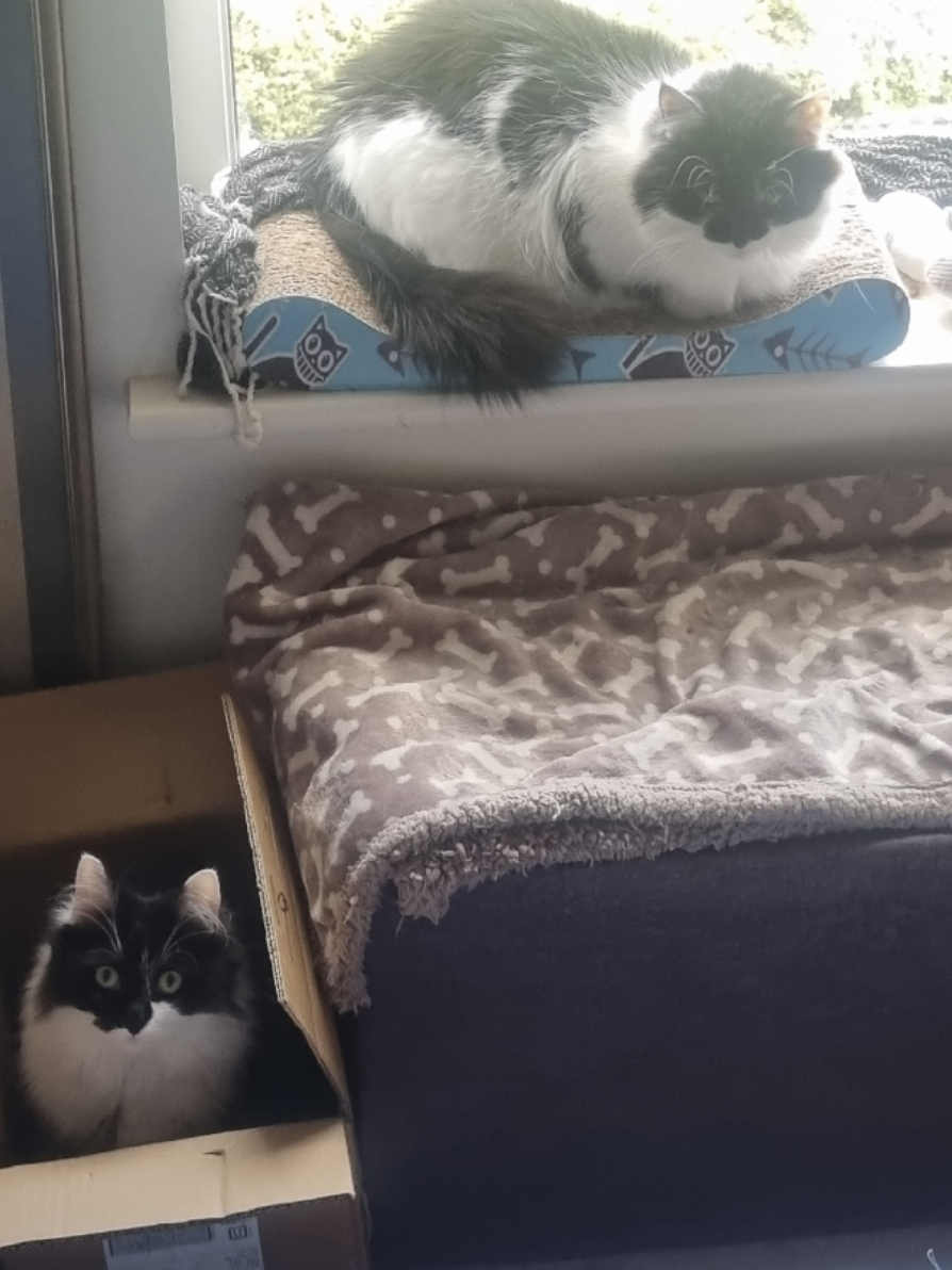 @2catlife