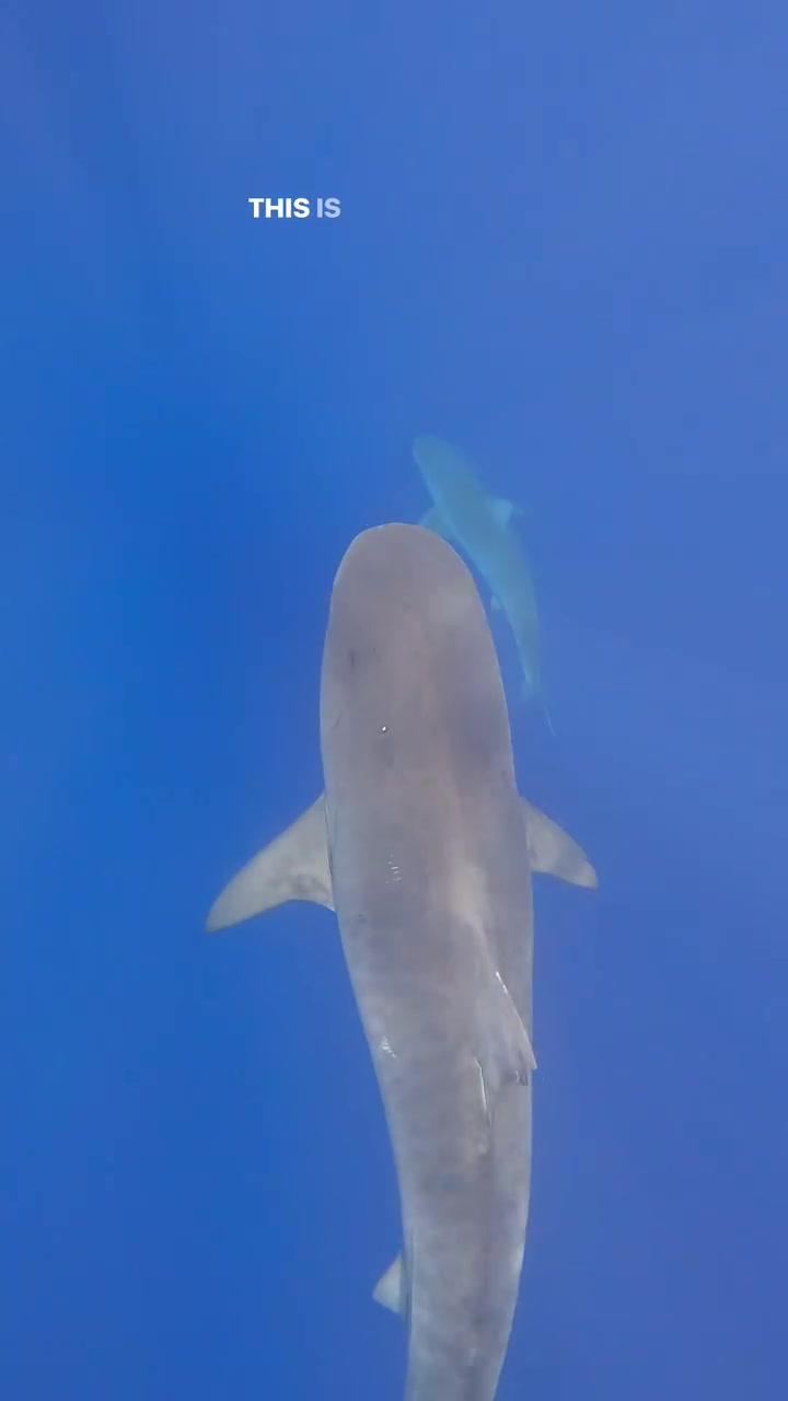 @Ocean Ramsey Sharks
