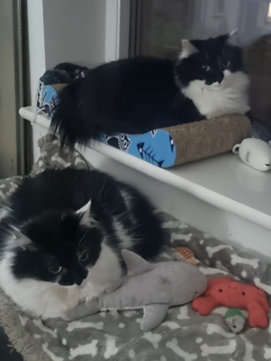 @2catlife