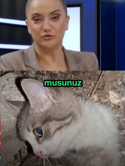 @kedifanatikleri