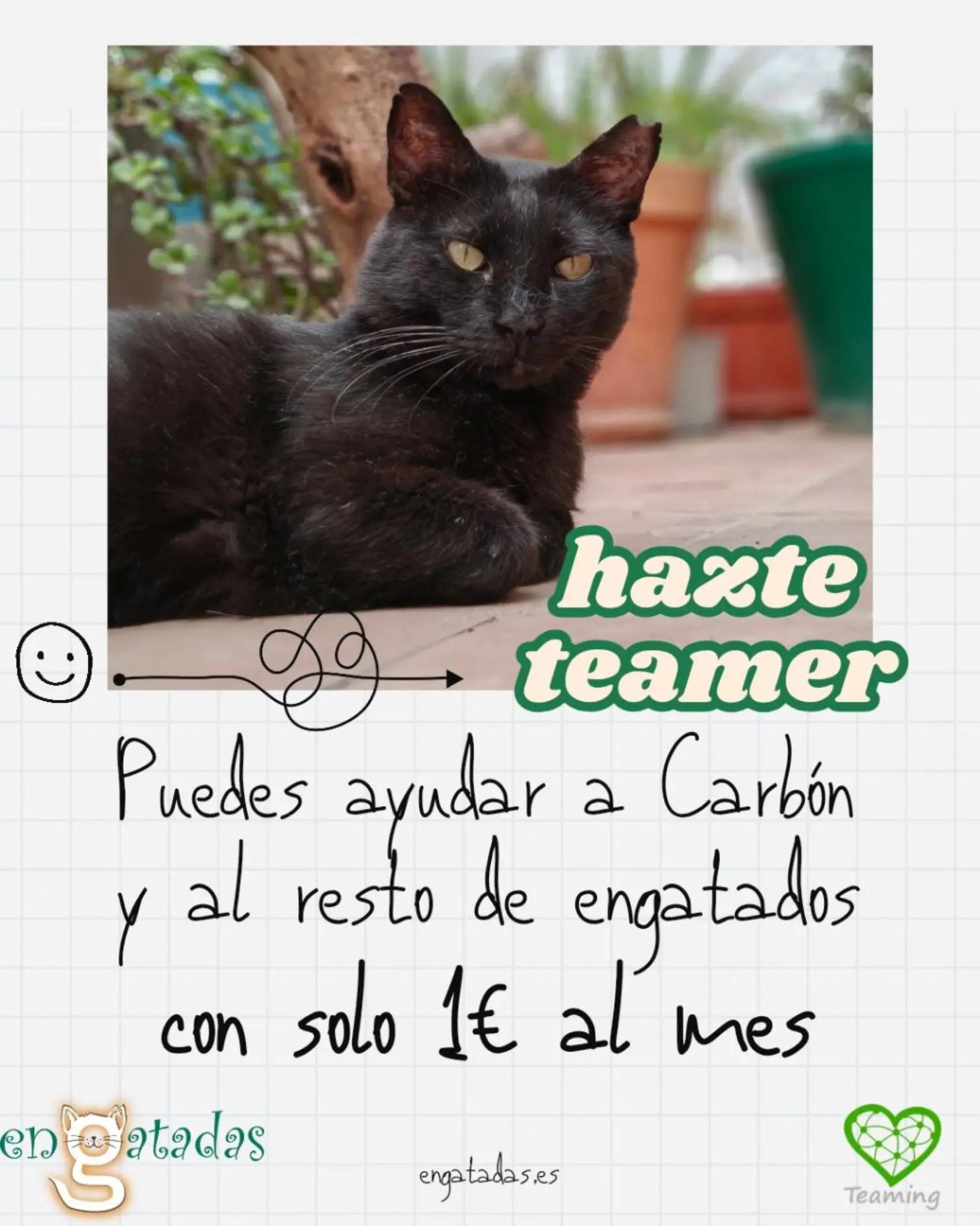 @enGatadas