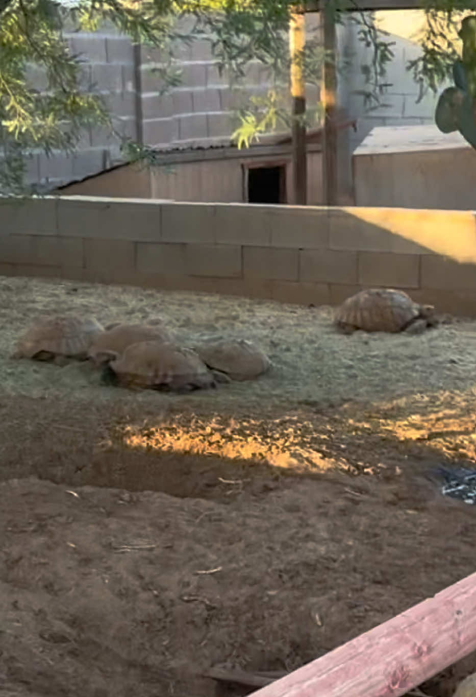 @Western State Tortoise