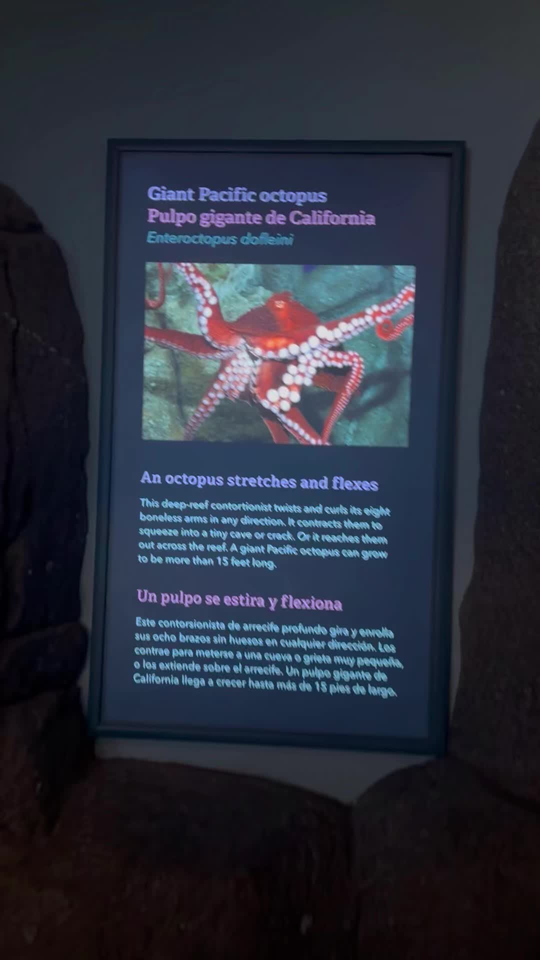 @DisneyFavesDX