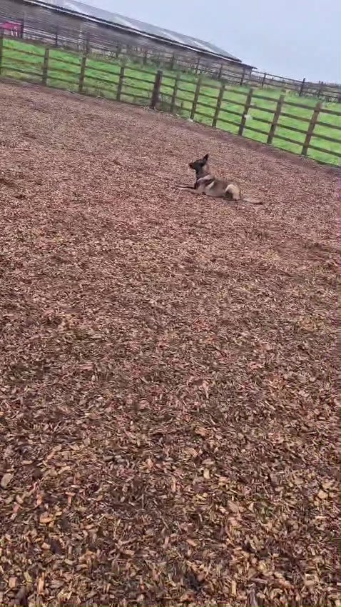 @🐶West Country K9s🐶
