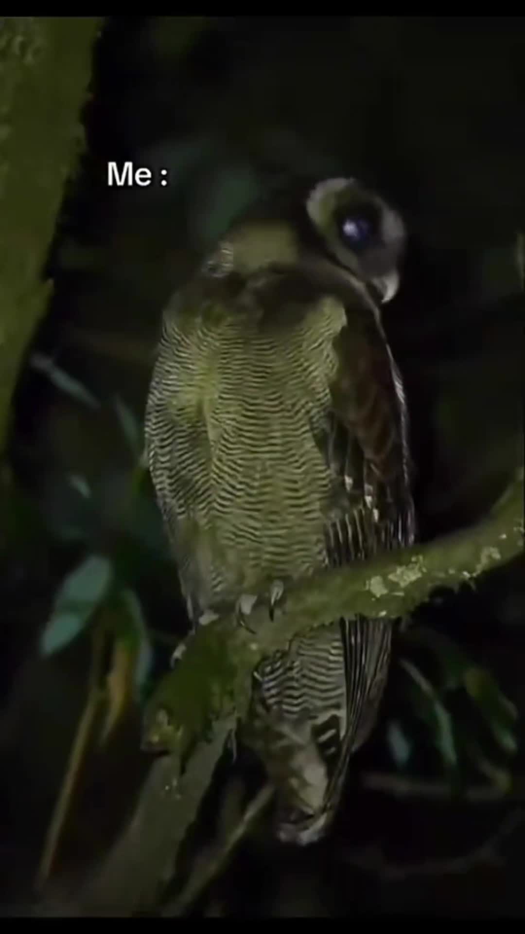 @المصمم | 𝐇𝐀𝐒𝐀𝐀𝐍