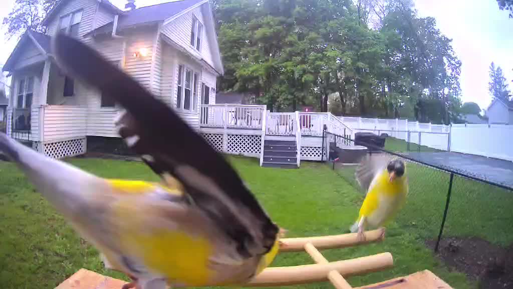 @OnlyBirds