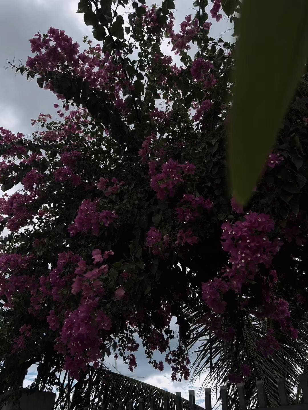 @𝓢.