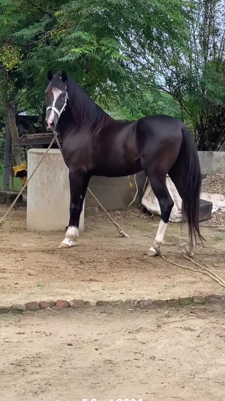 @Ch Hammad bokan ♥️🐎