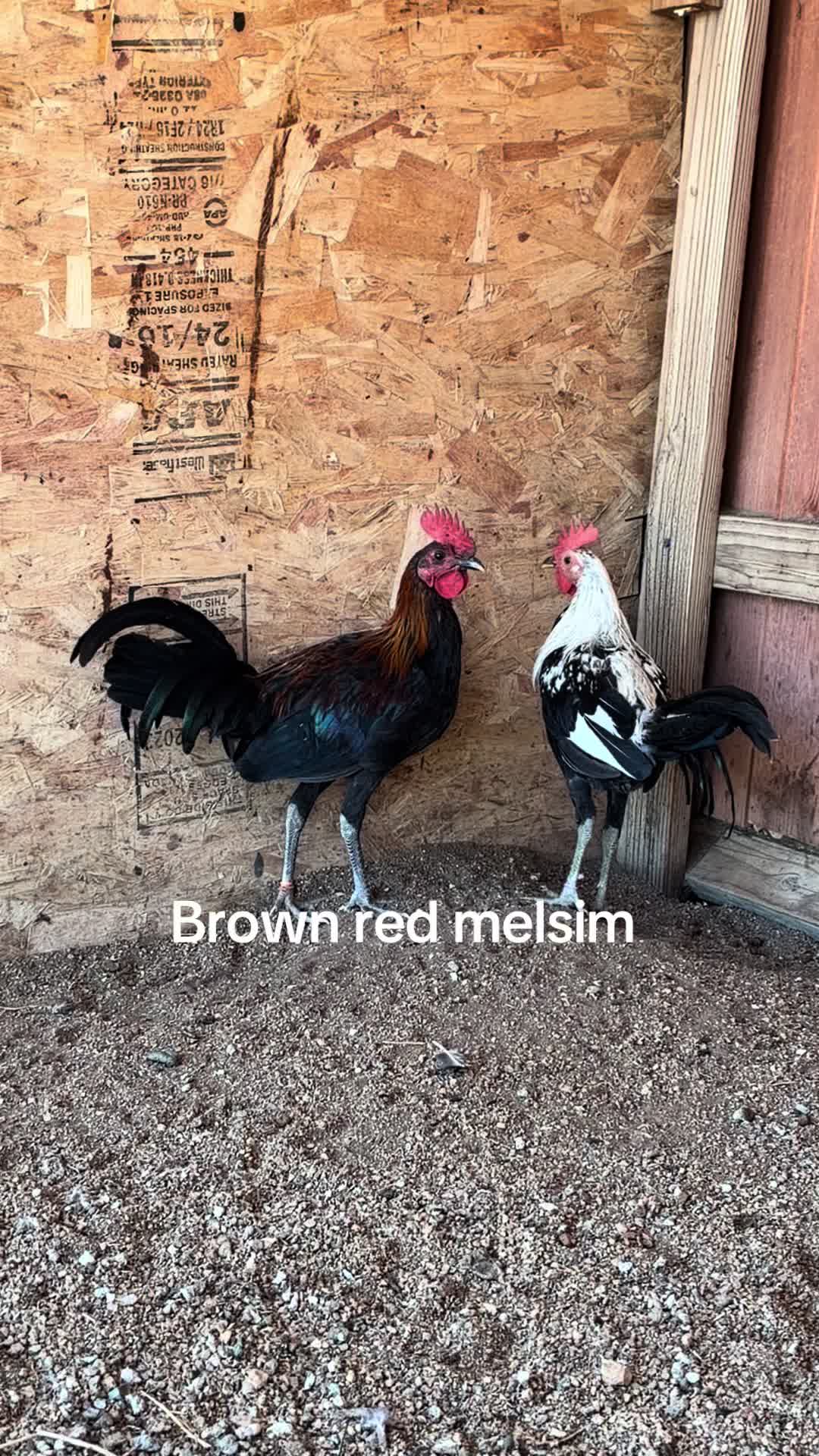 @A.MENDOZA.FARM.USA 74HWY