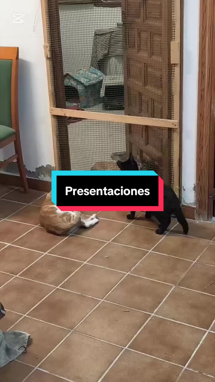 @enGatadas