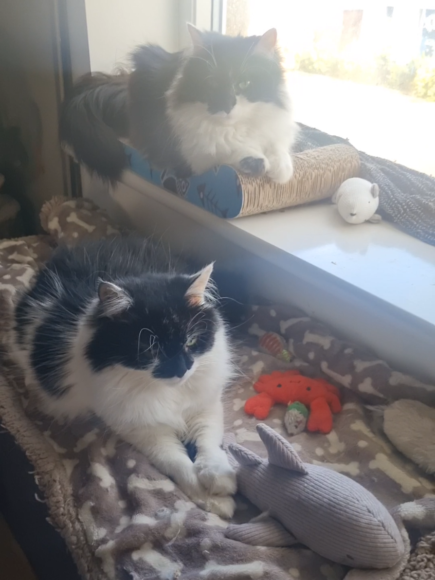 @2catlife
