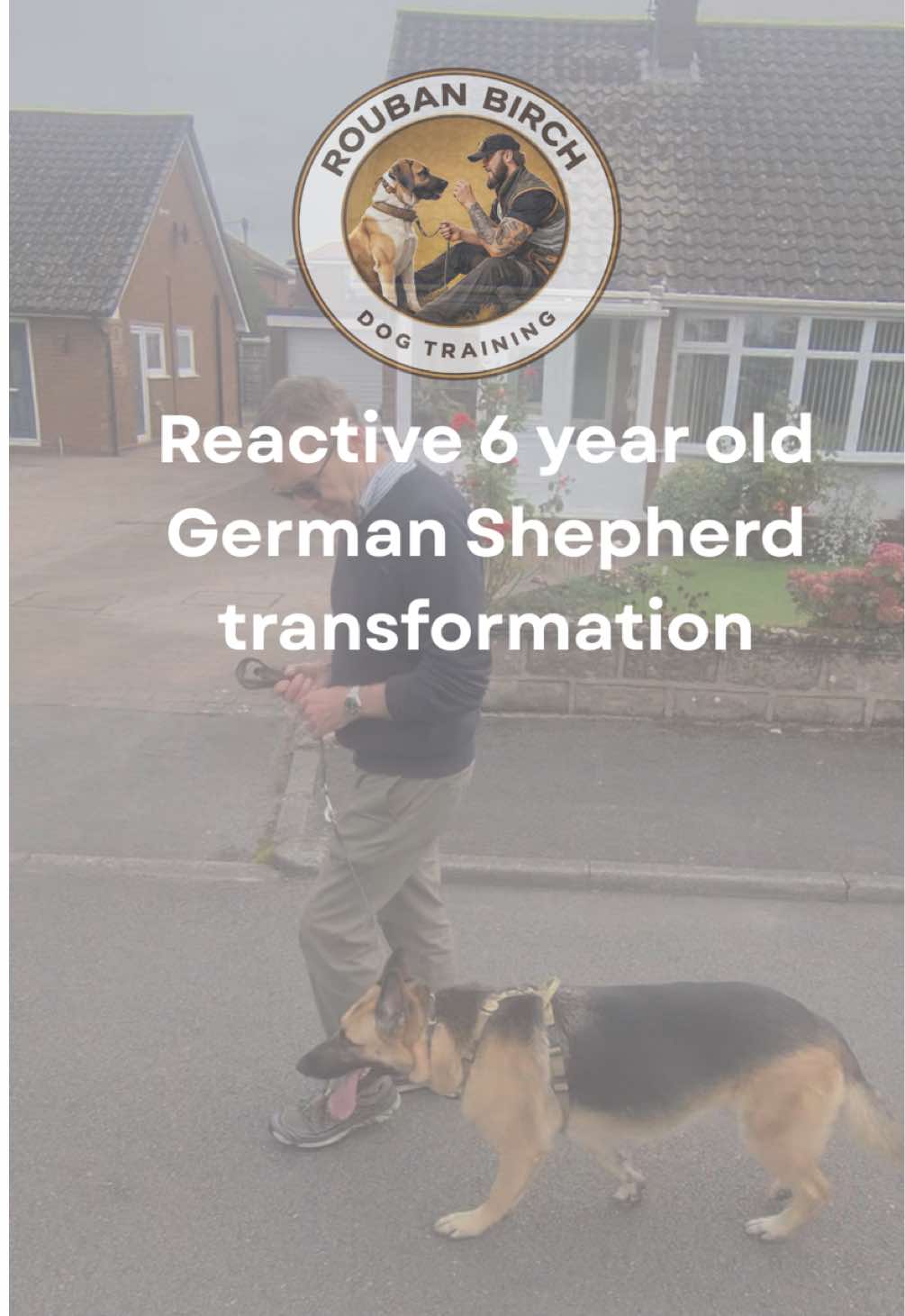 @rbdogtraining