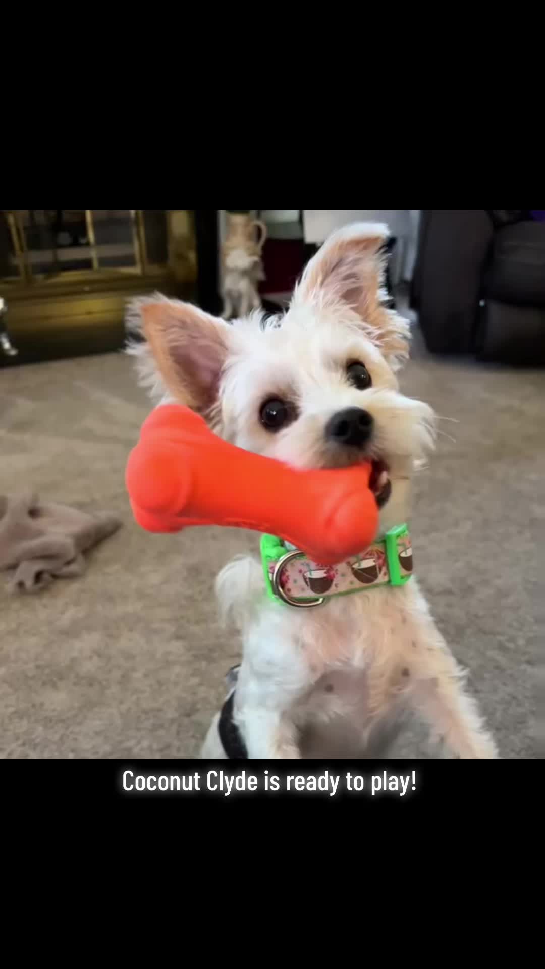 @Dogville | 8 Rescue Dogs 🐾