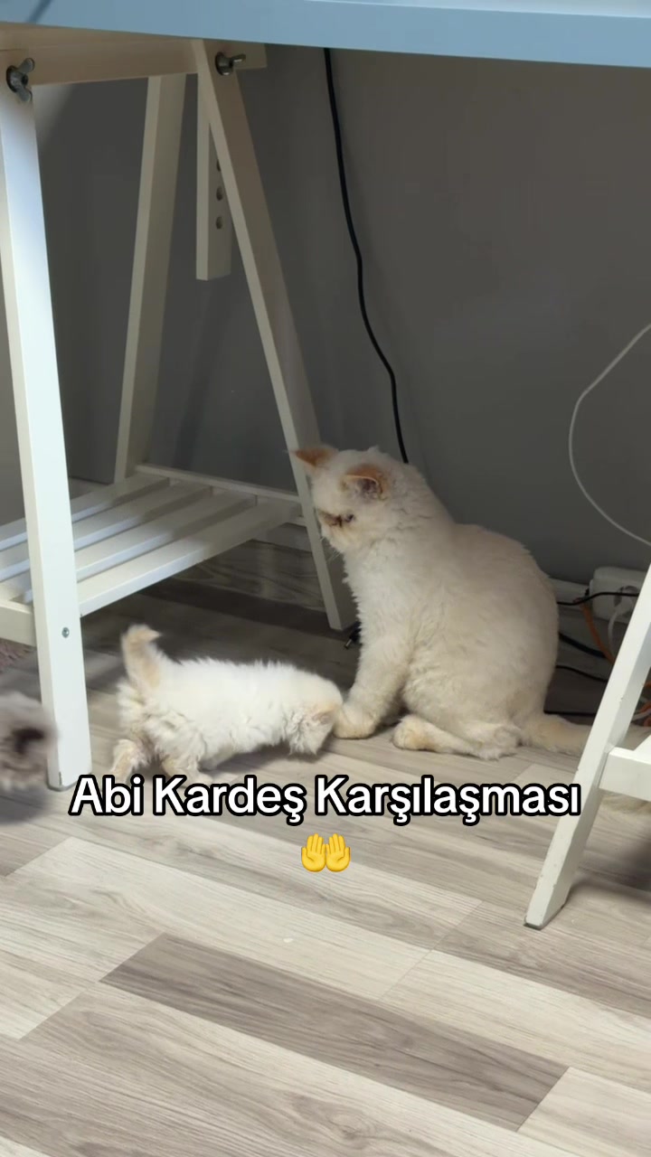 @🐈Edtgrup🐕 ɴᴀᴛᴜʀᴀʟʟɪ̇ғᴇOnline