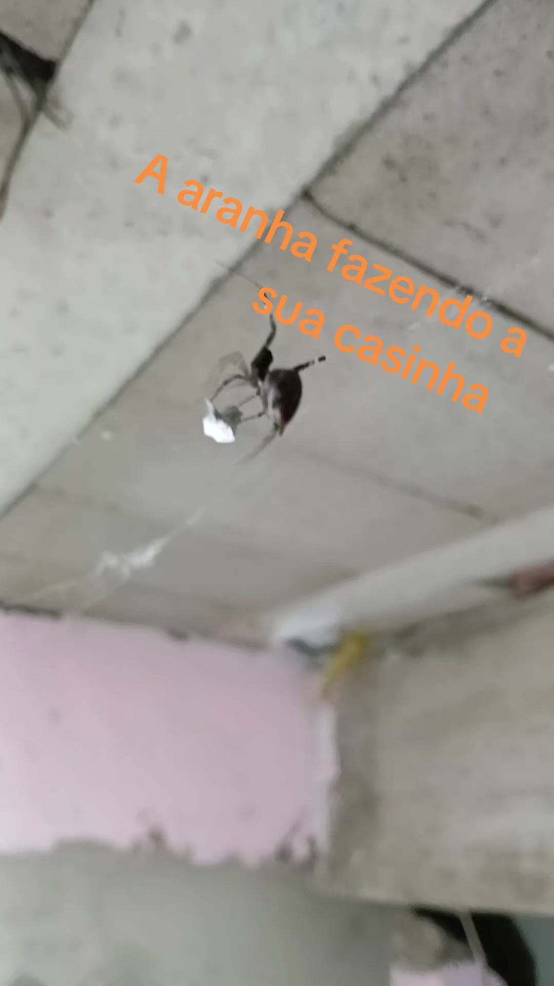 @paula🐱