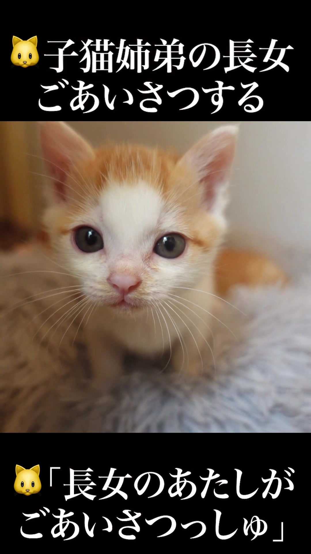 @ねこかます