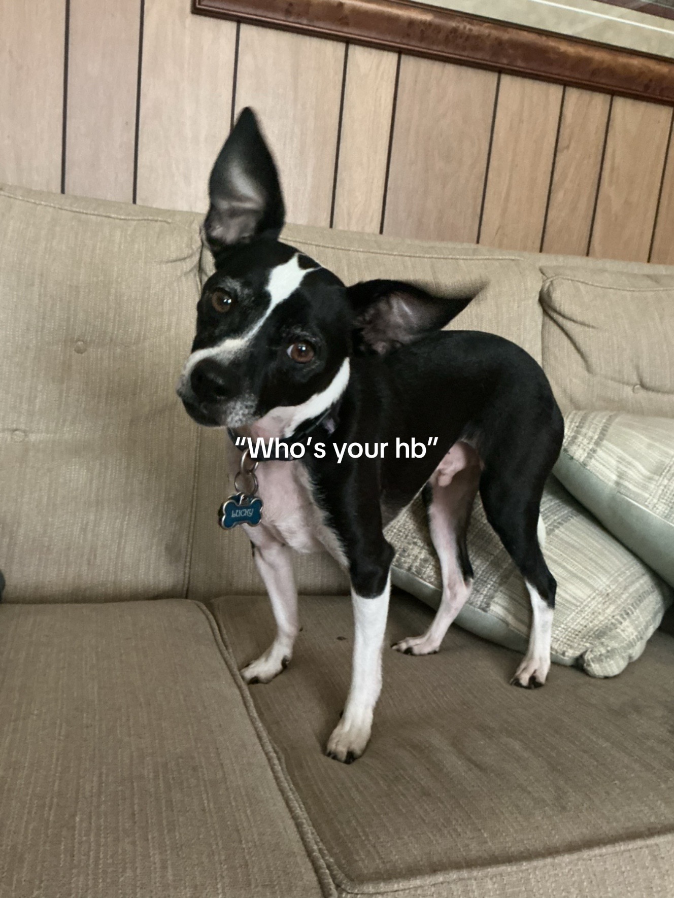 @🐶