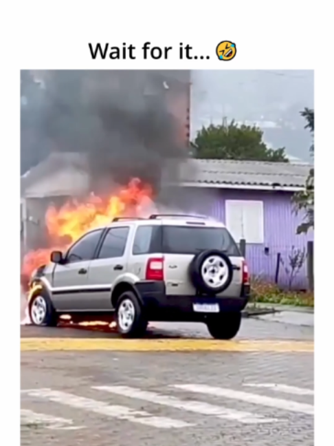 @DailyGoose