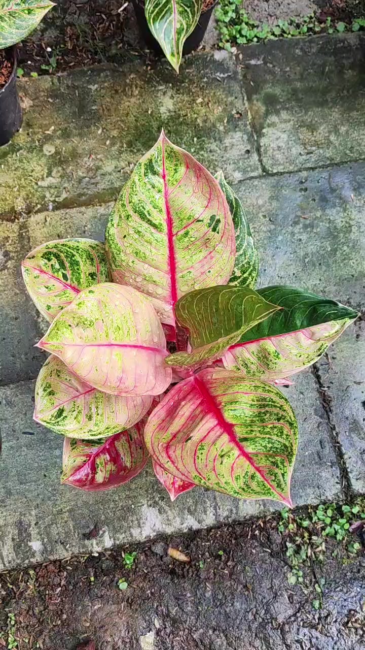 @Ronaldo_Aglaonema