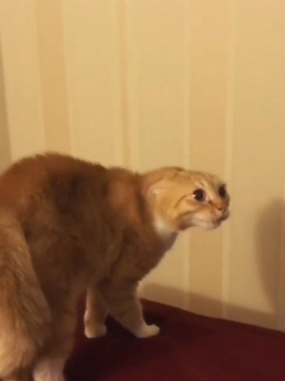 @Catman