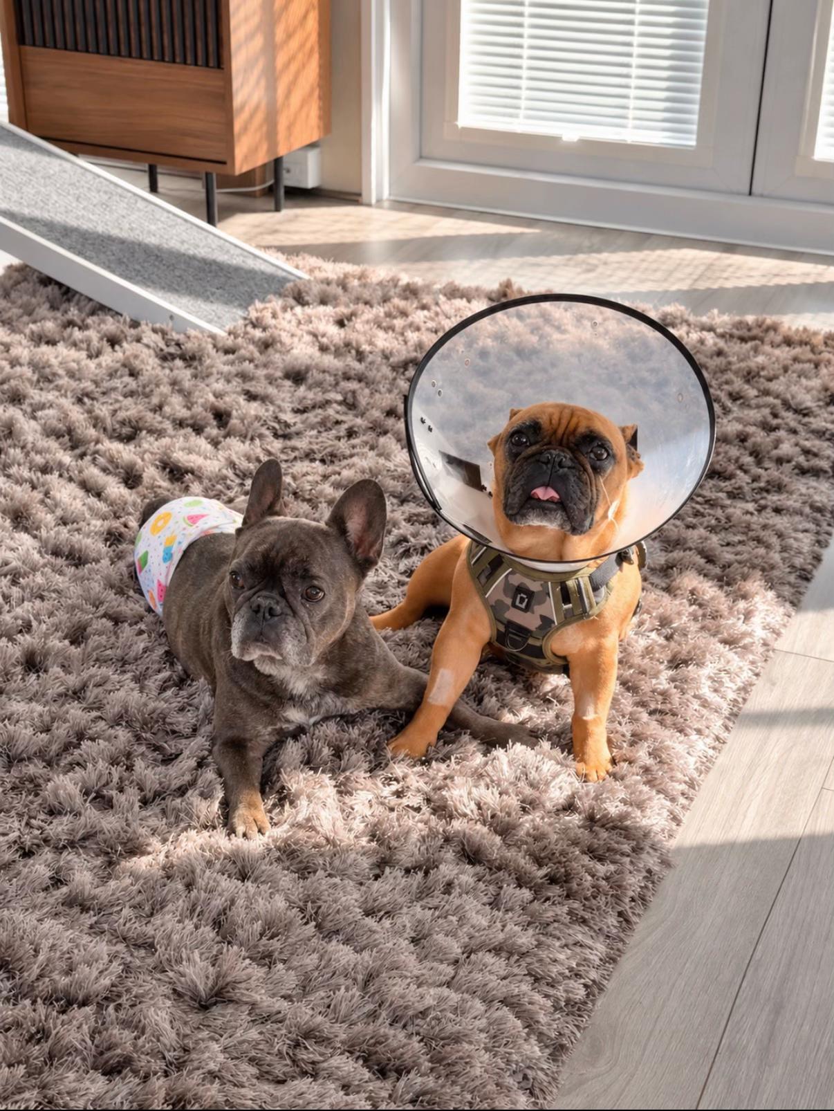 @Bertie The Frenchie
