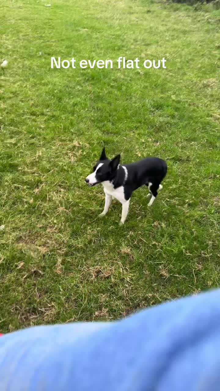 @Ravara and Murray&rsquo;s sheepdogs