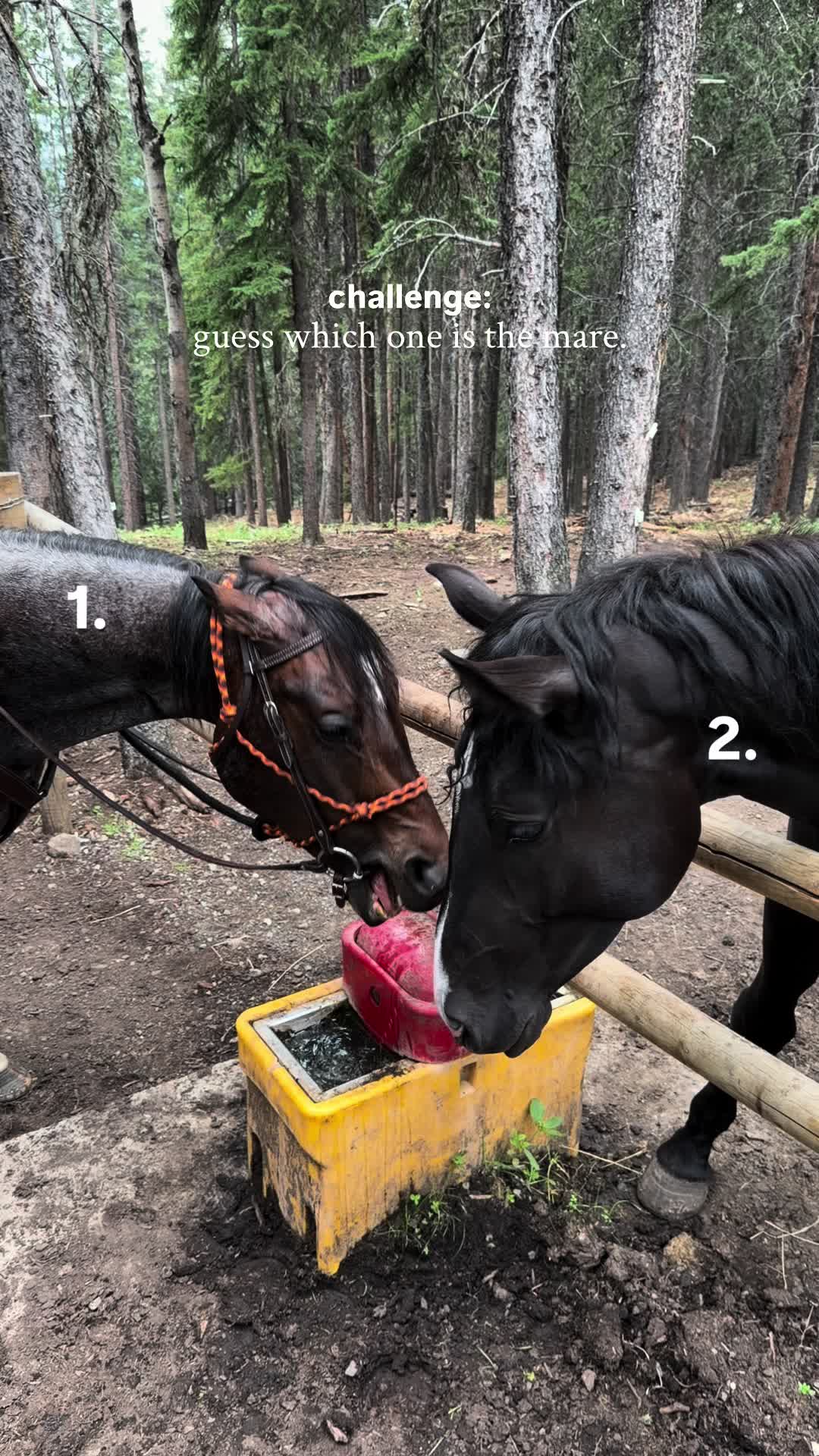 @Ranch Riders