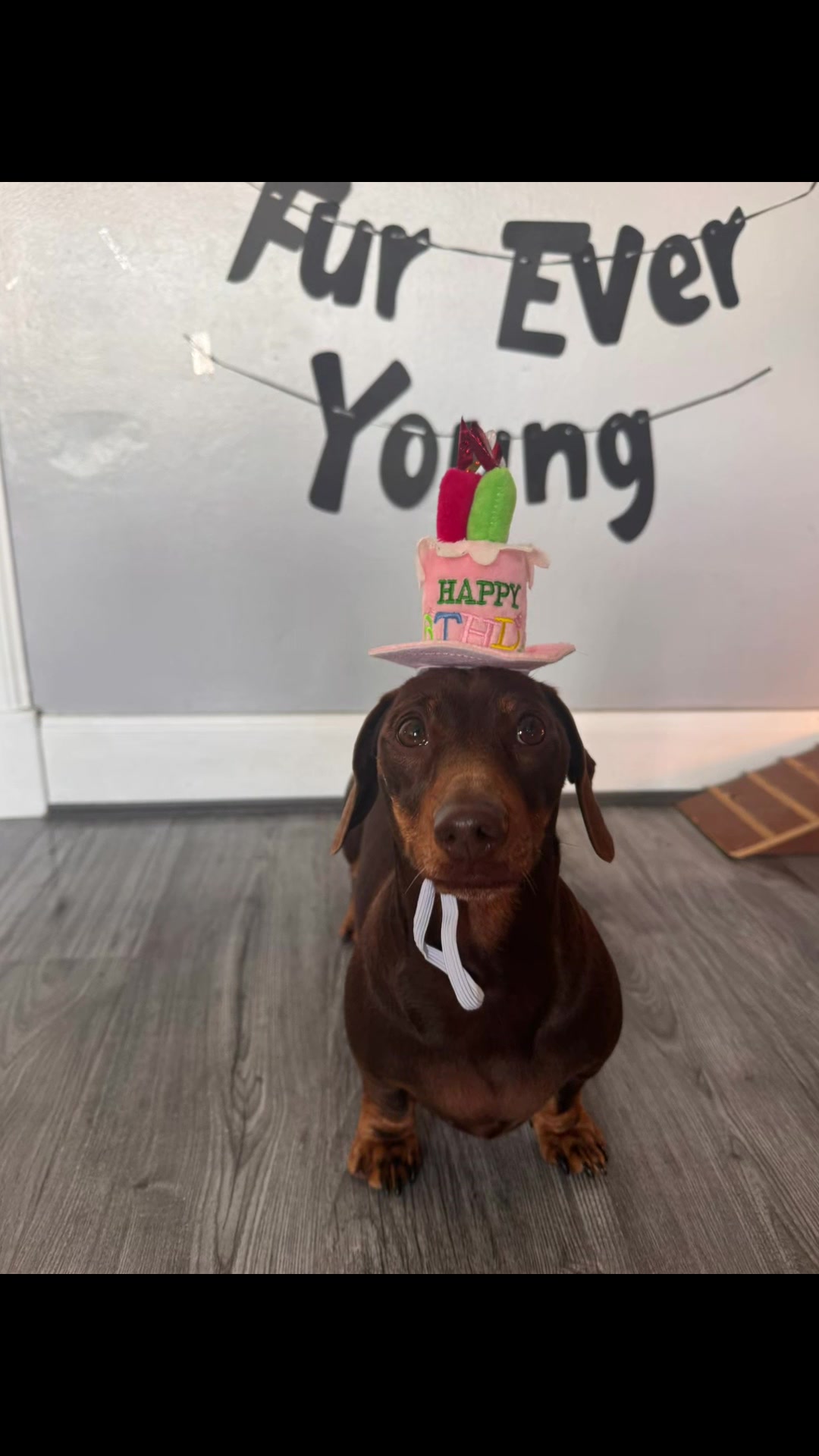 @ciciolive_mini_weiners