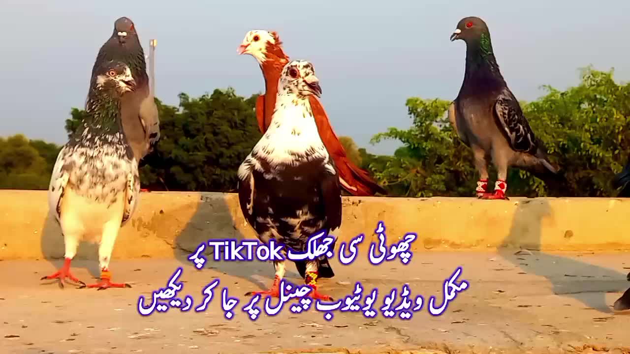 @Rashid Tabsam 🌷